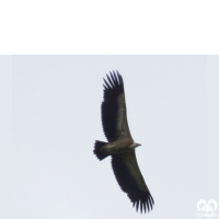 گونه کرکس Eurasian Griffon Vulture